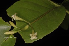 Octotropis travancorica